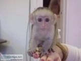 3 months Old Cappuchin Monkey for Sale
