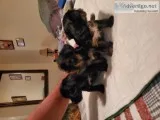 Party Yorkies