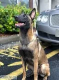 A Trained Dog is a HAPPY DOG