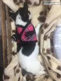 Female Chihuahua (3 months)