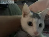 Milo the Kitty needs a home