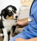Reliable Veterinarians in Etobicoke  Leading Animal Hospital
