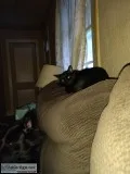 Young Male Fixed Cat