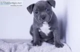 AKC registered Staffordshire Bull Terrier puppies  available
