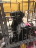Mini Schnauzer