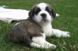 Pure Breed Male and Female Saint Bernard Pups