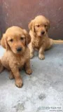 AKC golden retriever puppies