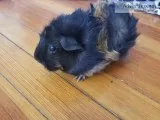 Free baby female guinea pigs