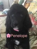 Standard poodle puppies