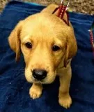 Yellow Labrador male puppies