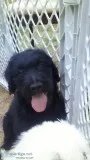 Special F1B Labradoodle