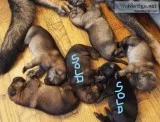 German Shepherd puppies