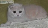 Cream Scottish Fold Kittens