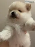 Teddy bear Pomeranian female puppies