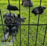 Mini Schnauzer Puppies for sale