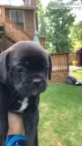 Royal French bulldogs ( Frenchie and King Charles spaniel)