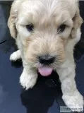 Goldendoodles