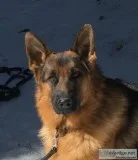 German Shepherd Puppies