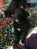 Puppies