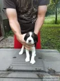 English springer spaniel pups