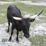 Watusi Cattle for sale