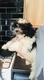 ACA SMALL MINIATURE POODLES
