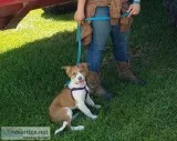 Bordercollie cowdog