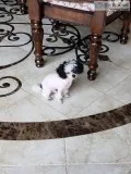 Teacup Male Poodle
