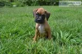 AKC Boxer Puppy