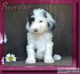 Sunrise Female Sheepadoodle