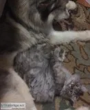Silver Shaded Persian Ragdoll Cat