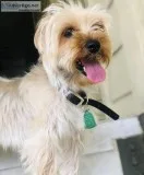 Morkie in need of a loving home