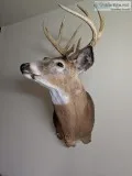 Taxidermy Buck