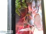 Two Leopard Geckos with 20 gallon Tank and Supplies