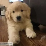 Golden retriever puppy for sale