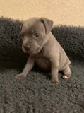 AKC registered Staffordshire Bull Terrier