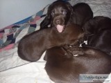 Akc pups chocolate lab with papers