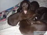 Akc pups chocolate lab with papers