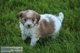 Havanese Puppies - Super Cute and Adorable Nonshedding Friends