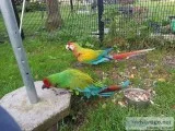 Macaw parrots