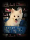 Mini American Eskimo- Leo - Male