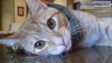 Male Orange Domestic Shorthair Who Needs a New Home
