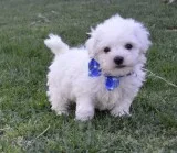 Lovely Male Female Bichon Frise Puppies