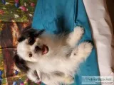 Sweet Pomeranian Yorkie mix puppies