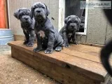 Neapolitan mastiff pups