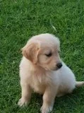 Active AKC Golden Retriever puppies