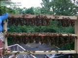 Carniolan queen bees