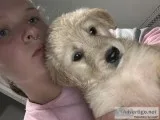 Golden Retriever puppies