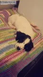 Cocker Spaniel Puppy