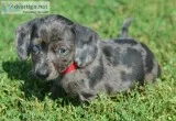 High Quality Mini Dachshund puppies